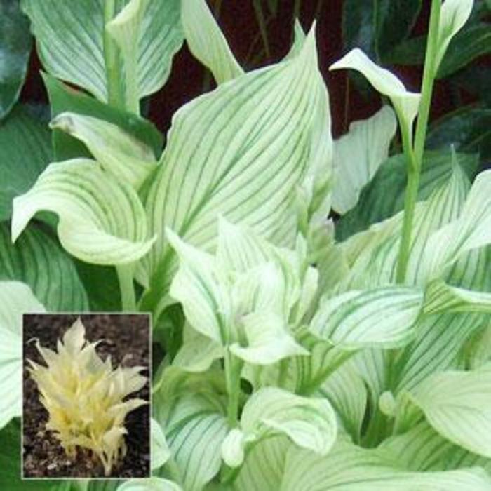 Plantain Lily - Hosta 'White Feather' Plantain Lily - Hosta 'White Feather'