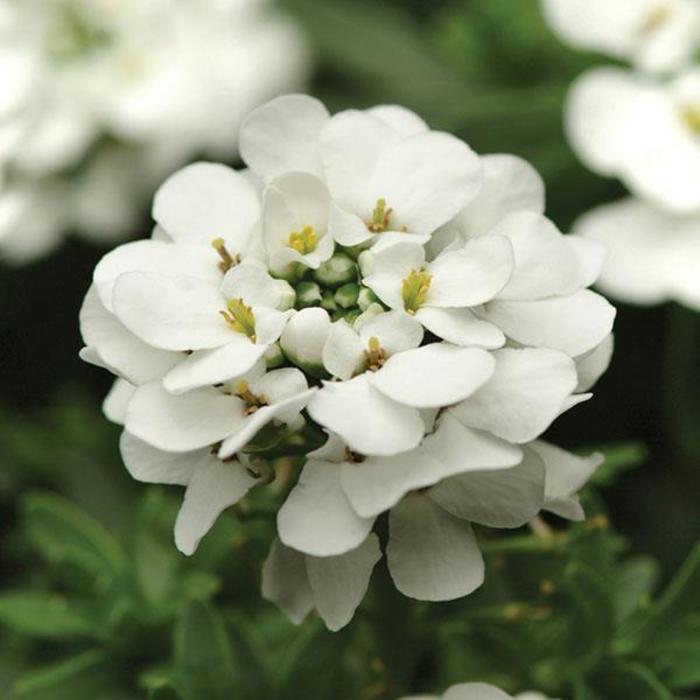 Candytuft - Iberis sempervirens 'Purity' Candytuft - Iberis sempervirens 'Purity'