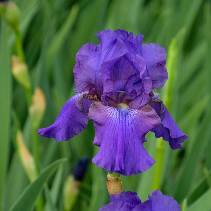 Tall Bearded Iris - Iris germanica 'His Royal Highness' Tall Bearded Iris - Iris germanica 'His Royal Highness'