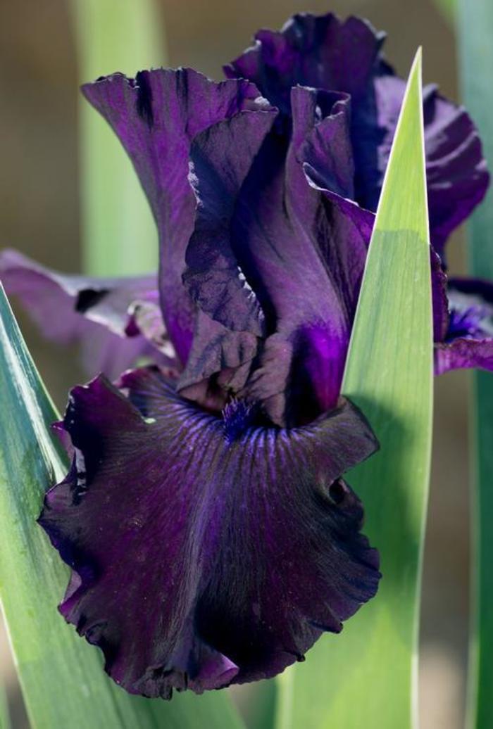 Tall Bearded Iris - Iris germanica 'Ozark Rebounder' Tall Bearded Iris - Iris germanica 'Ozark Rebounder'