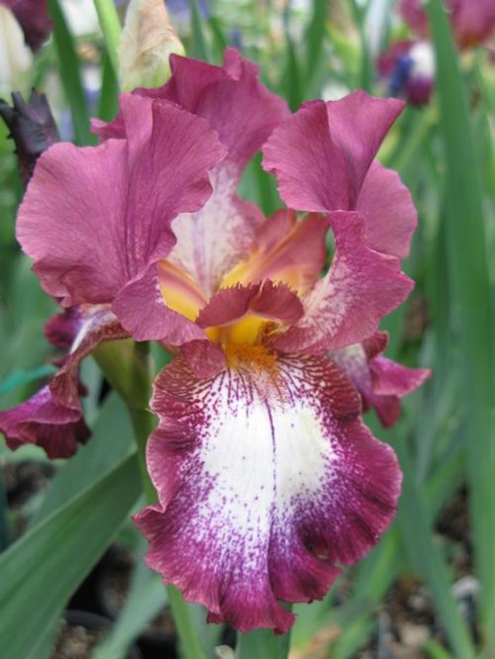 Tall Bearded Iris - Iris germanica 'Tennison Ridge' Tall Bearded Iris - Iris germanica 'Tennison Ridge'