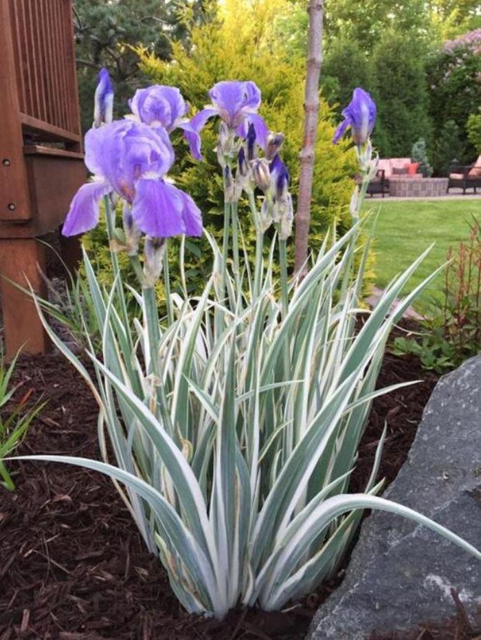 Zebra Iris - Iris pallida 'Albovariegata White' Zebra Iris - Iris pallida 'Albovariegata White'