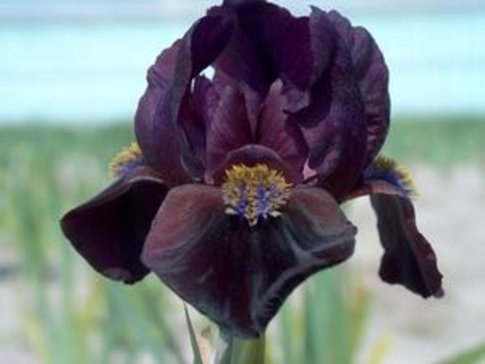 Dwarf German Iris - Iris pumila 'Demon' Dwarf German Iris - Iris pumila 'Demon'