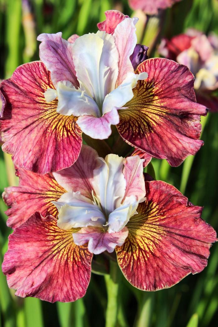 Siberian Iris - Iris siberica 'Peacock Painted Woman ' Siberian Iris - Iris siberica 'Peacock Painted Woman '