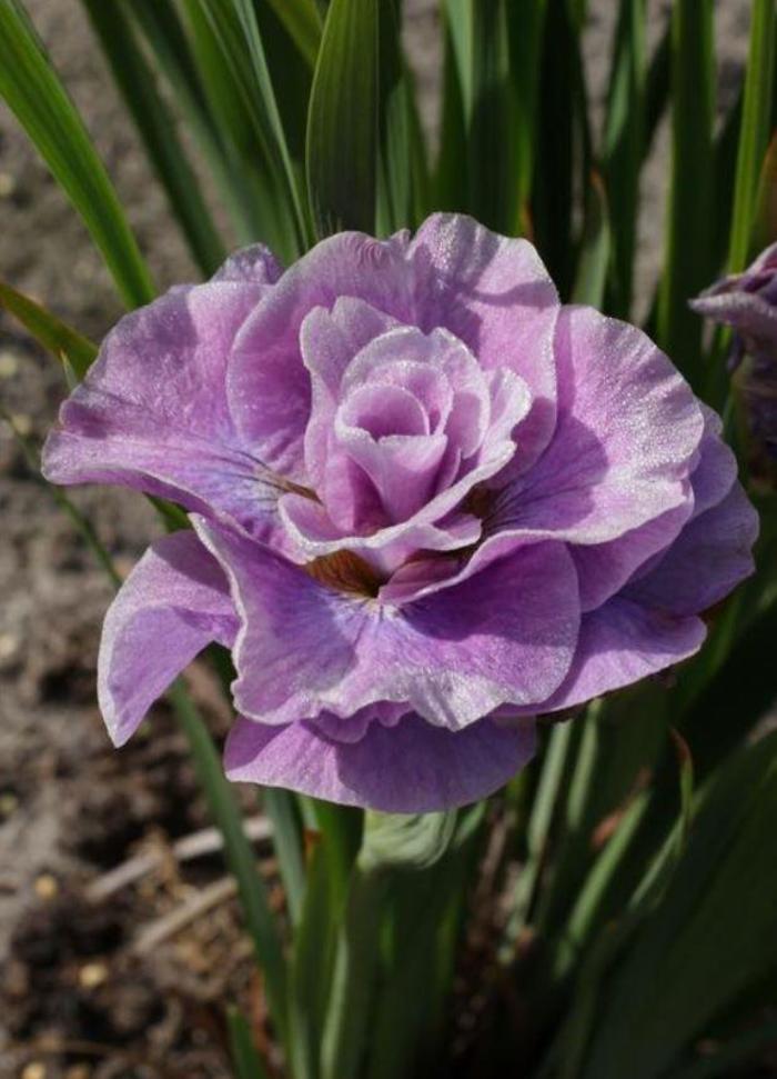 Siberian Iris - Iris siberica 'Pink Parfait'