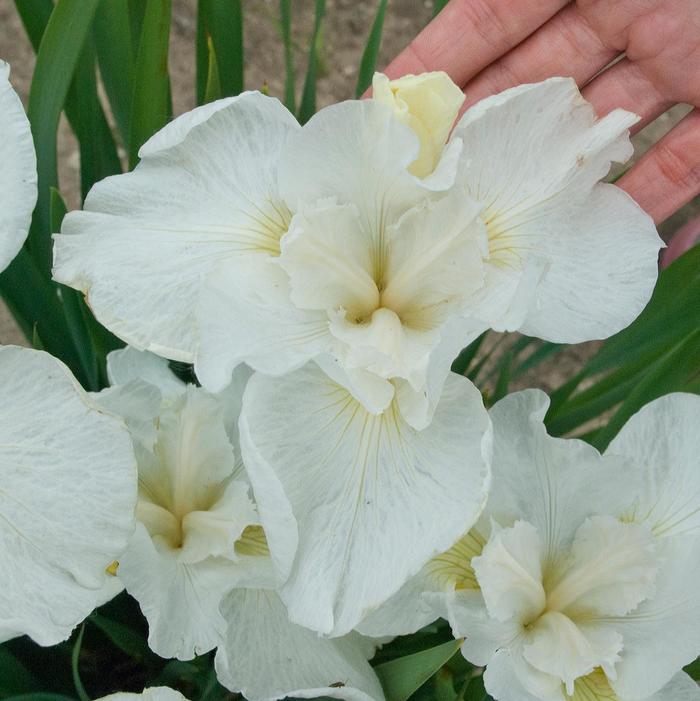 Siberian Iris - Iris siberica 'Swans in Flight'