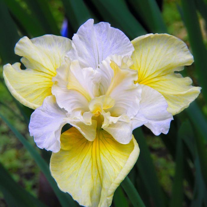 Siberian Iris - Iris siberica 'Yellow Tail' Siberian Iris - Iris siberica 'Yellow Tail'