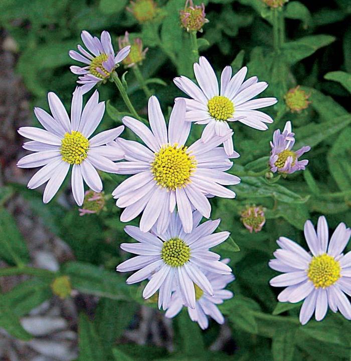 Japanese Aster - Kalimeris incisa 'Blue Star' Japanese Aster - Kalimeris incisa 'Blue Star'