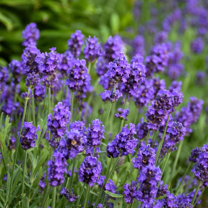Lavender - Lavandula angustifolia 'Sweet Romance'