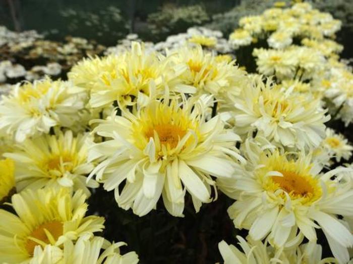 Shasta Daisy - Leucanthemum superbum 'Real Charmer' Shasta Daisy - Leucanthemum superbum 'Real Charmer'
