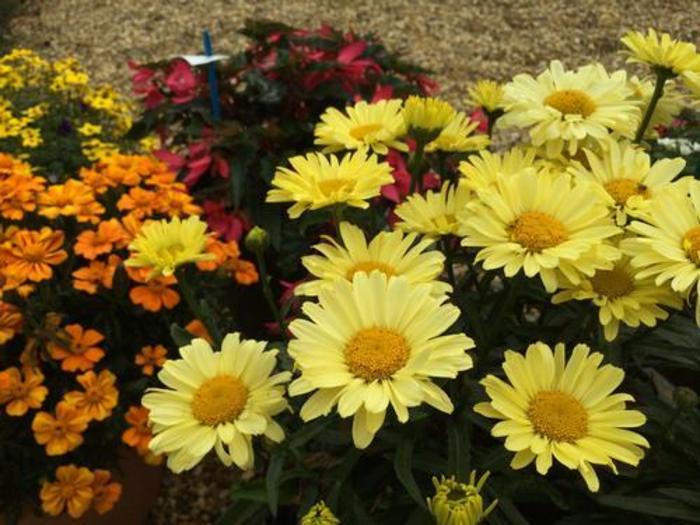 Shasta Daisy - Leucanthemum superbum 'Real Sunbeam'