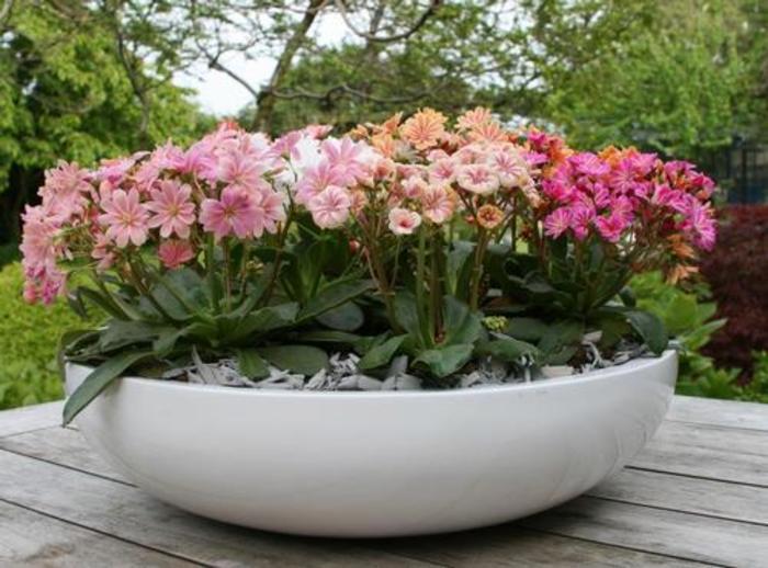 Bitterroot - Lewisia cotyledon 'Elise Mix' Bitterroot - Lewisia cotyledon 'Elise Mix'