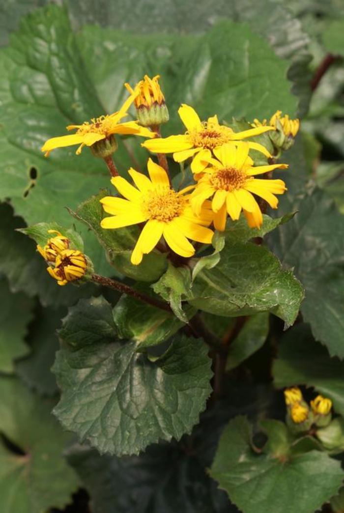 Ragwort - Ligularia dentata 'Desdemona' Ragwort - Ligularia dentata 'Desdemona'