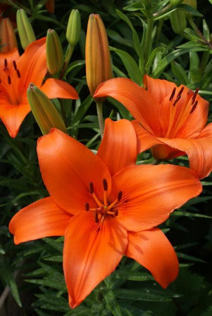 Asiatic Lily - Lilium 'Brunello' Asiatic Lily - Lilium 'Brunello'