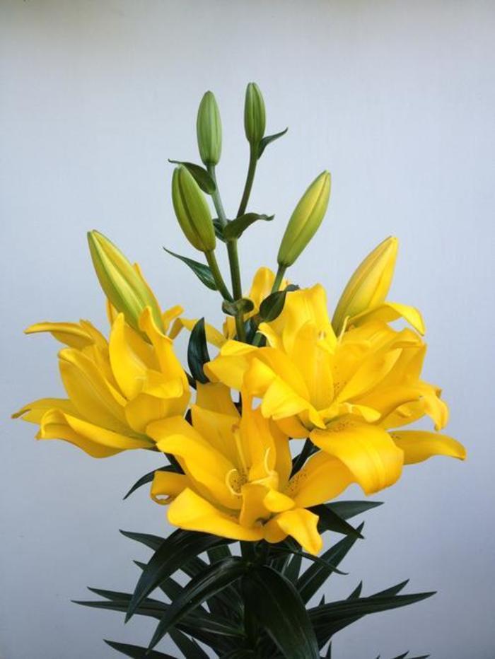 Asiatic Lily - Lilium 'Double Sundew'
