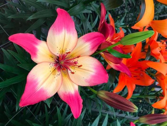 Asiatic Lily - Lilium 'Heartstrings' Asiatic Lily - Lilium 'Heartstrings'