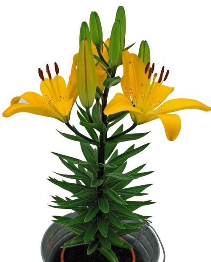 Asiatic Pot Lily - Lilium 'Golden Matrix'