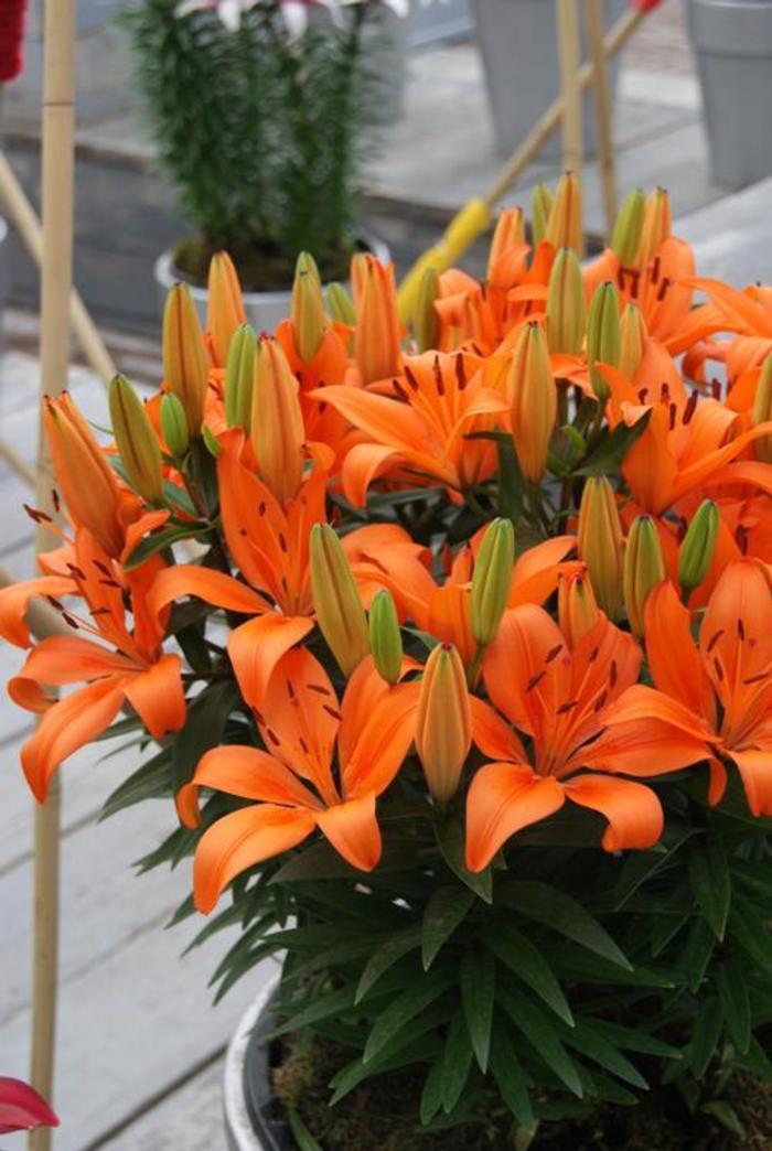Asiatic Pot Lily - Lilium 'Orange Matrix'