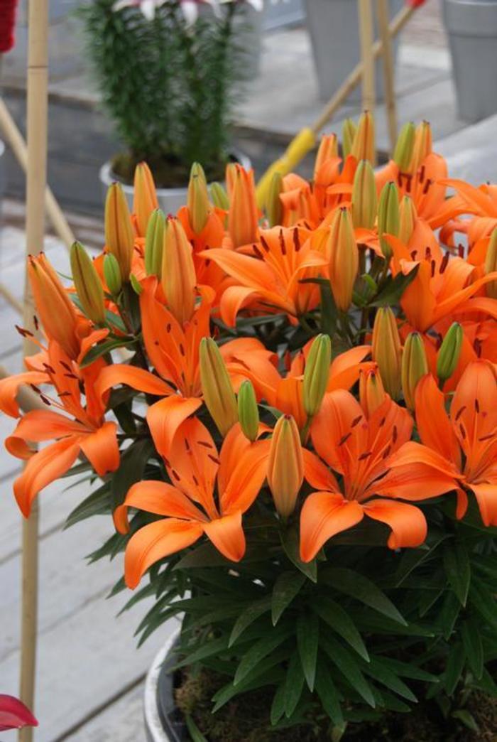 Asiatic Pot Lily - Lilium 'Orange Matrix' Asiatic Pot Lily - Lilium 'Orange Matrix'
