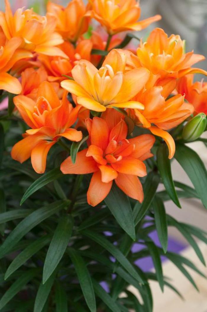 Asiatic Pot Lily - Lilium 'Tiny Double You' Asiatic Pot Lily - Lilium 'Tiny Double You'
