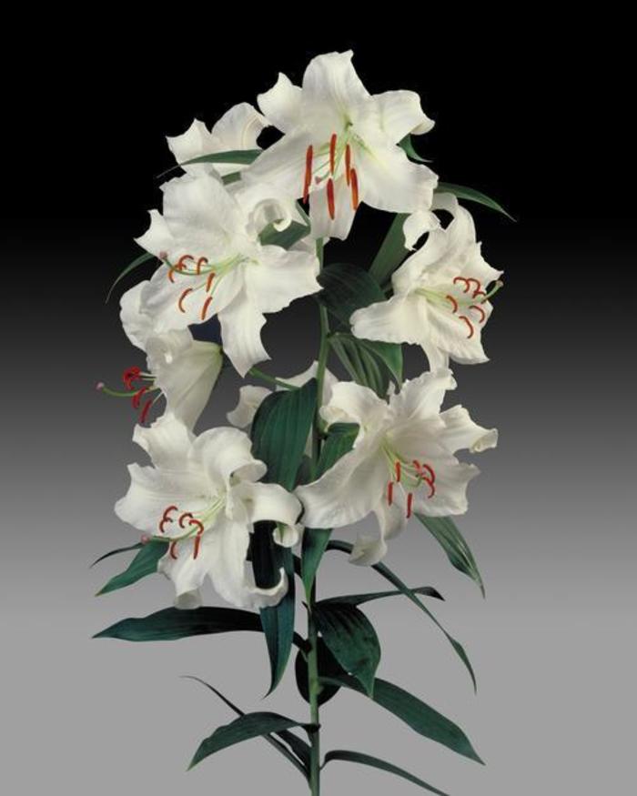 Oriental Lily - Lilium 'Casa Blanca'
