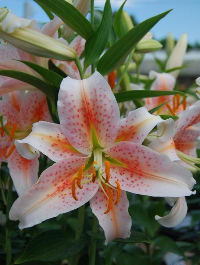 Oriental Lily - Lilium 'Salmon Star' Oriental Lily - Lilium 'Salmon Star'