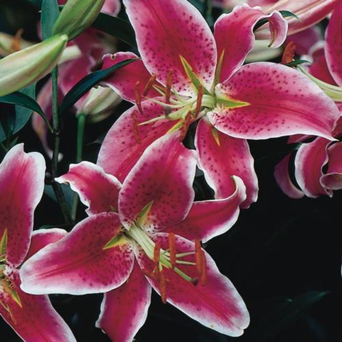Oriental Lily - Lilium 'Stargazer'