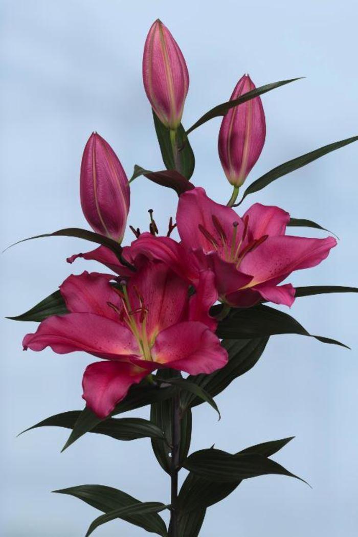 Oriental Lily - Lilium 'Tarrango' Oriental Lily - Lilium 'Tarrango'