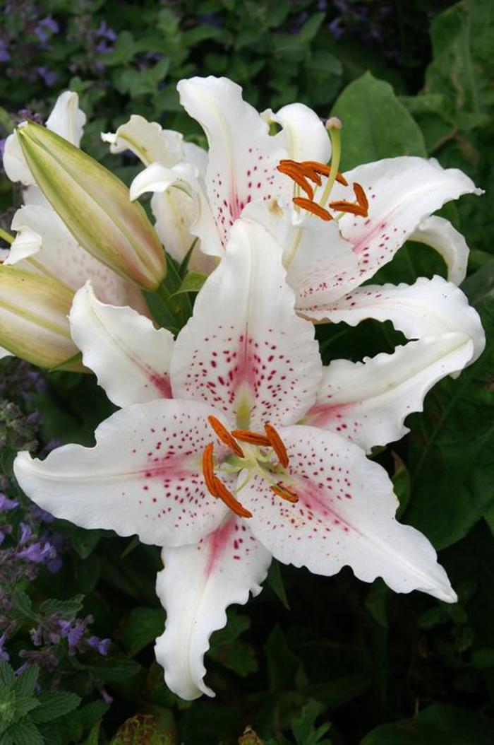 Oriental Lily - Lilium 'Muscadet' Oriental Lily - Lilium 'Muscadet'