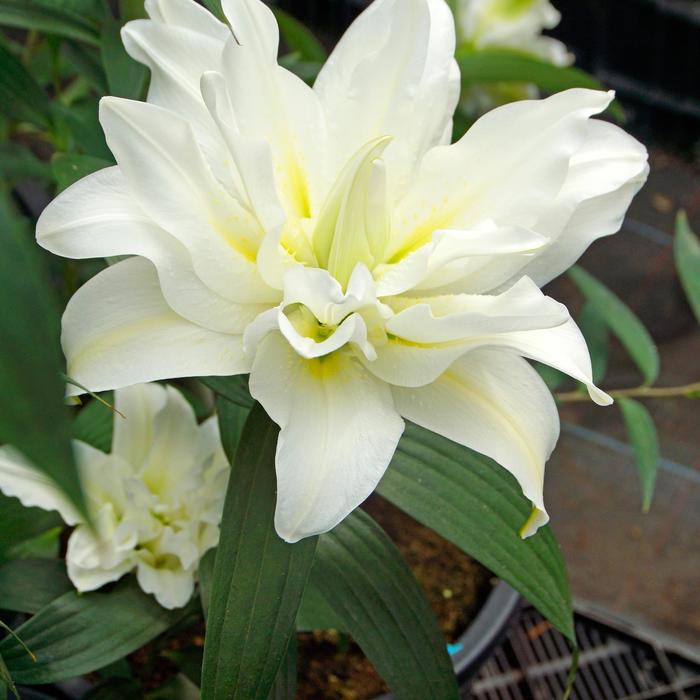 Oriental Lily - Lilium 'My Wedding'