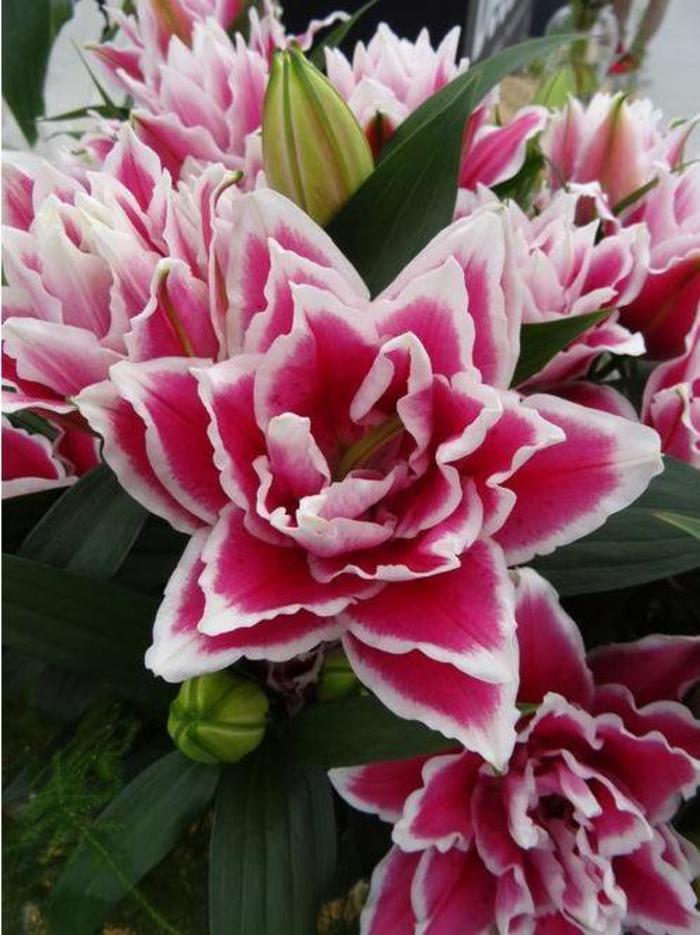 Oriental Lily - Lilium 'Samantha' Oriental Lily - Lilium 'Samantha'