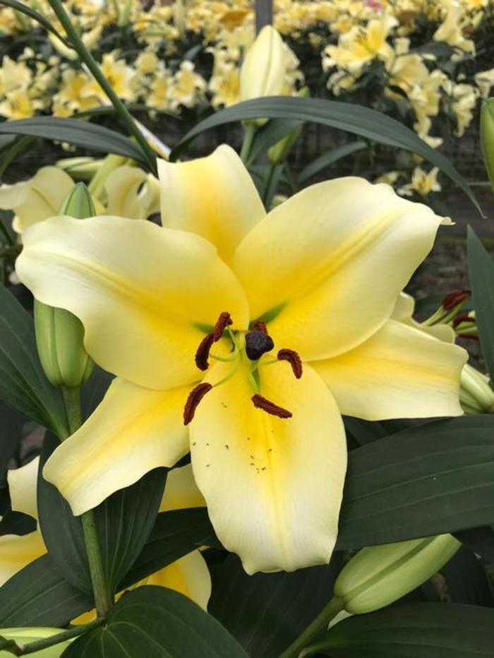 Oriental Trumpet Lily - Lilium 'Conca d'Or'