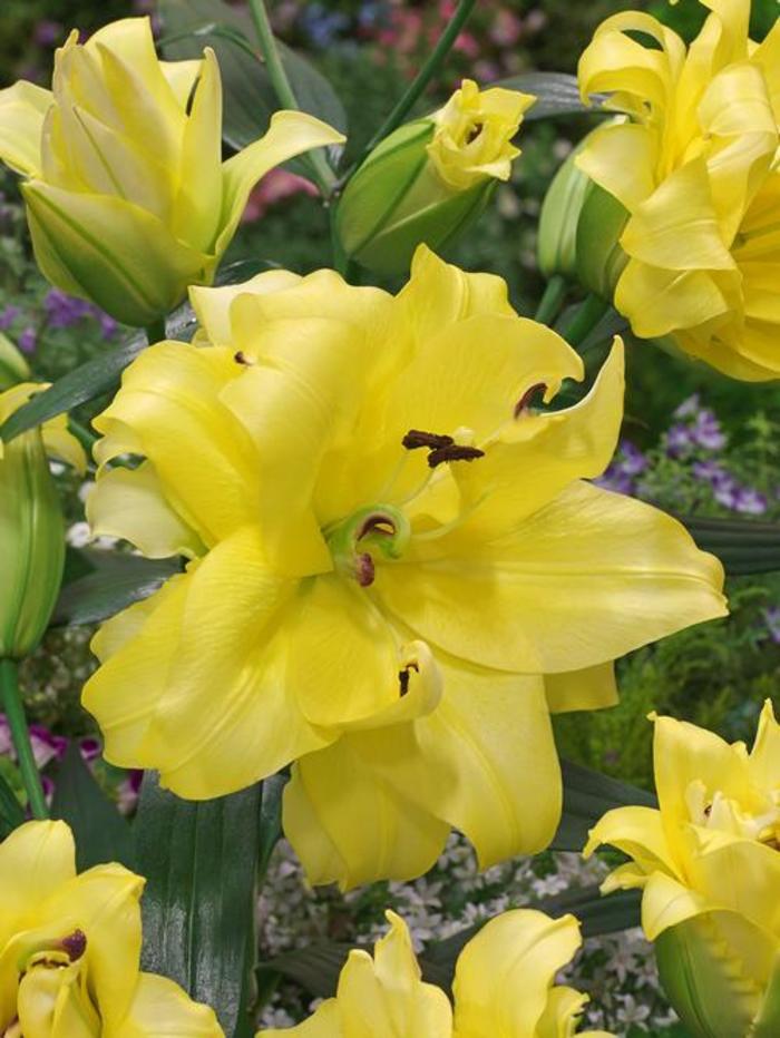 Oriental Trumpet Lily - Lilium 'Exotic Sun' Oriental Trumpet Lily - Lilium 'Exotic Sun'