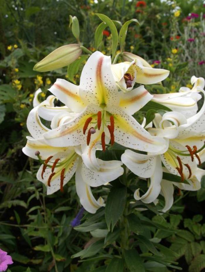 Lilium 'Garden Party' | Orientalis Dwarf Lily | Ebert's Greenhouse