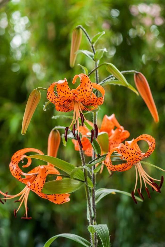 Tiger Lily - Lilium 'Splendens' Tiger Lily - Lilium 'Splendens'