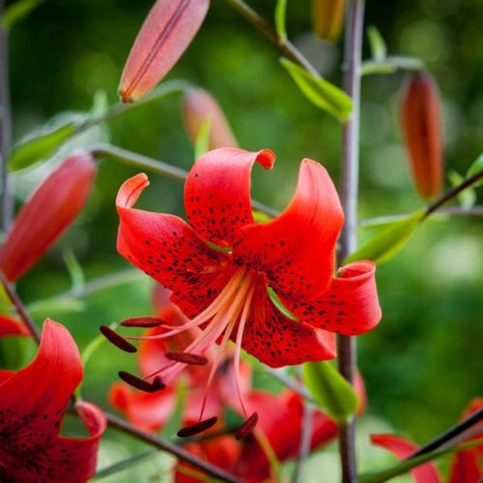 Tiger Lily - Lilium 'Red'