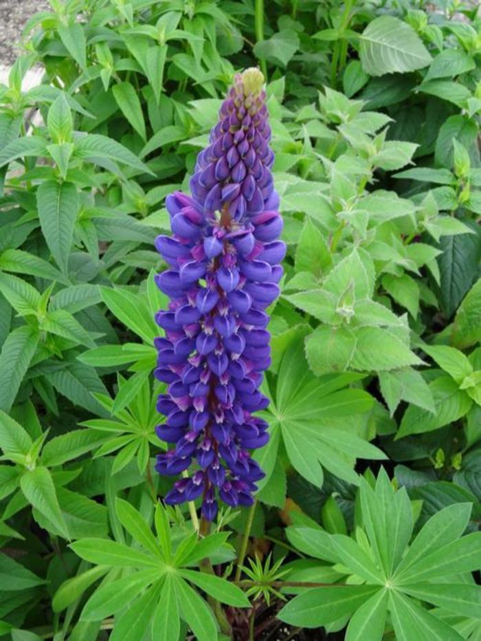 Lupine - Lupinus 'Gallery Blue' Lupine - Lupinus 'Gallery Blue'