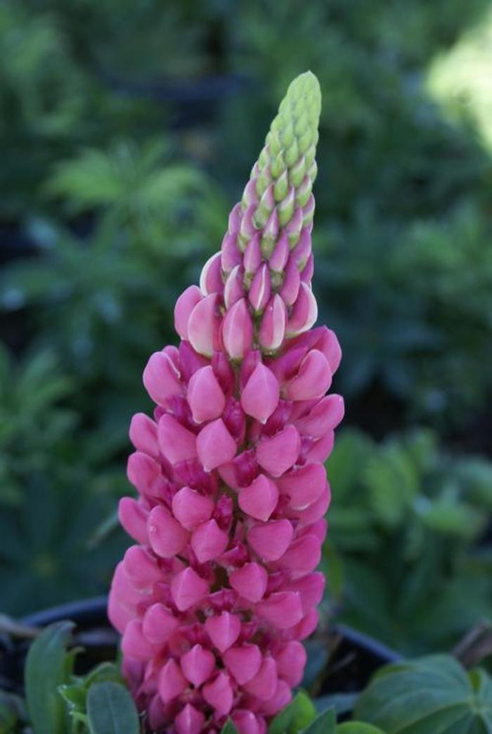 Lupine - Lupinus 'Gallery Pink' Lupine - Lupinus 'Gallery Pink'