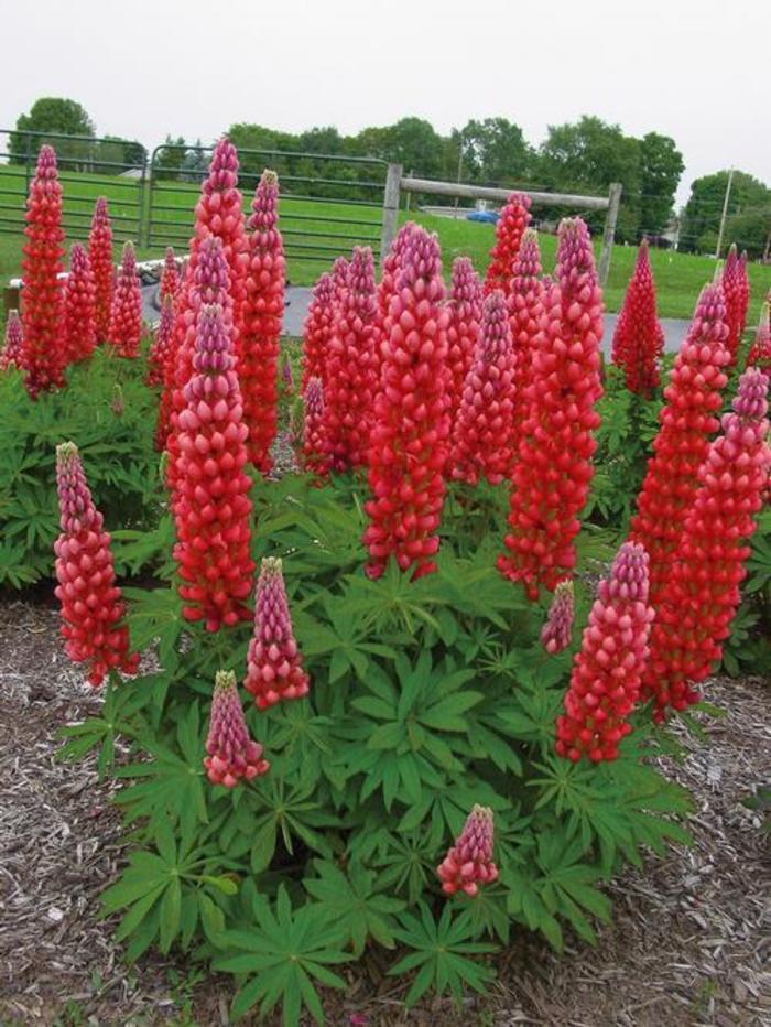 Lupine - Lupinus 'Gallery Red' Lupine - Lupinus 'Gallery Red'