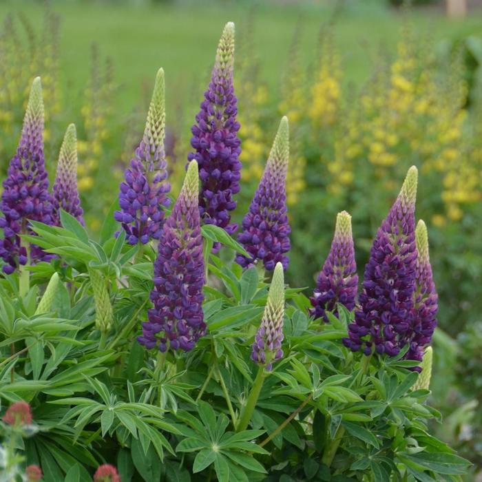 Lupine - Lupinus 'Popsicle Series Blue'