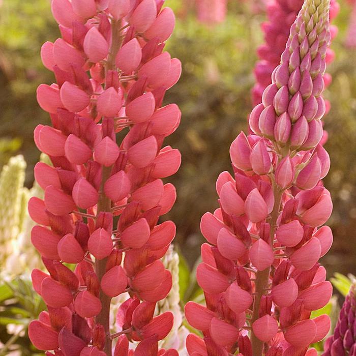 Lupine - Lupinus 'Popsicle Series Red'