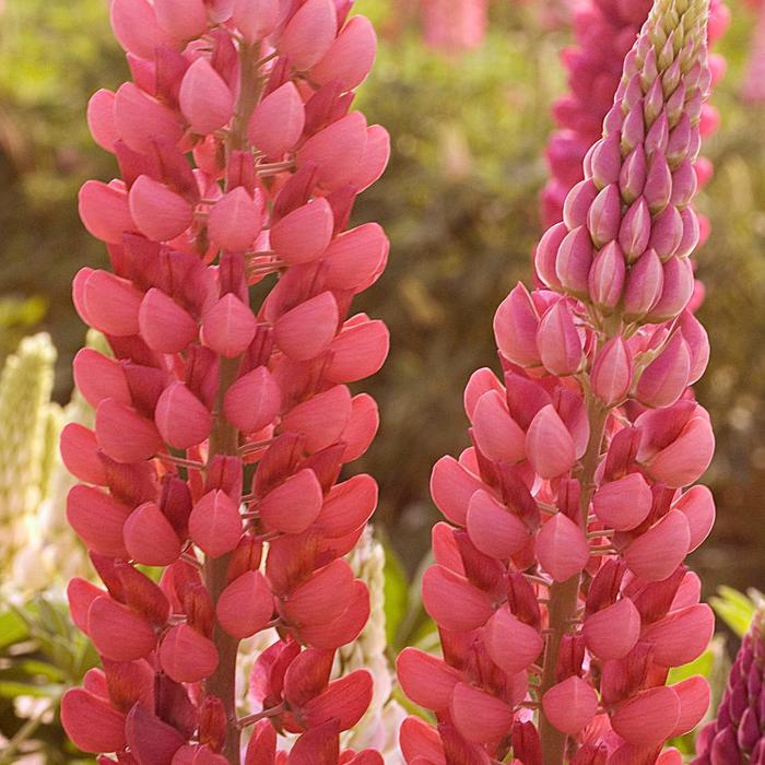 Lupine - Lupinus 'Popsicle Series Red' Lupine - Lupinus 'Popsicle Series Red'