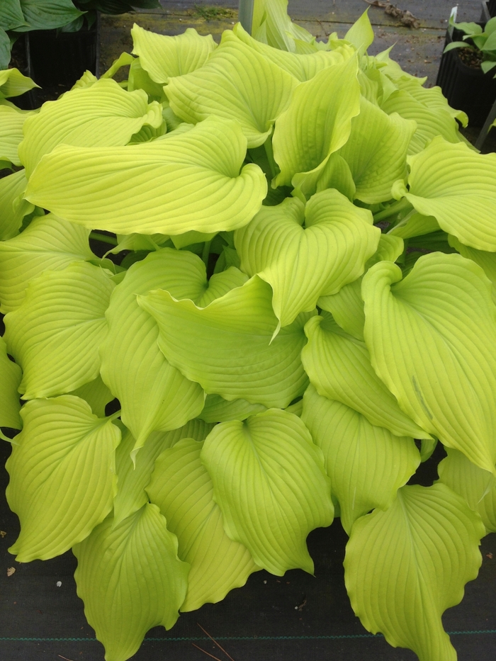Plantain Lily - Hosta 'Dancing Queen' Plantain Lily - Hosta 'Dancing Queen'