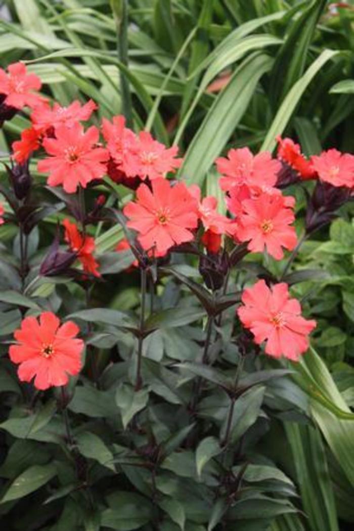 Maltese Cross - Lychnis sieboldii 'Lipstick' Maltese Cross - Lychnis sieboldii 'Lipstick'