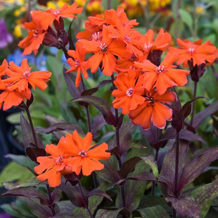 Maltese Cross - Lychnis arkwrightii 'Orange Gnome'