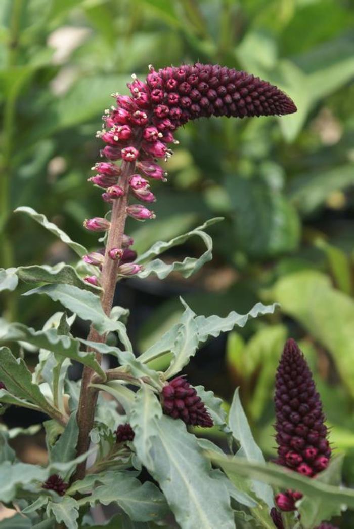 Loosestrife - Lysimachia atropurpurea 'Beaujolais' Loosestrife - Lysimachia atropurpurea 'Beaujolais'