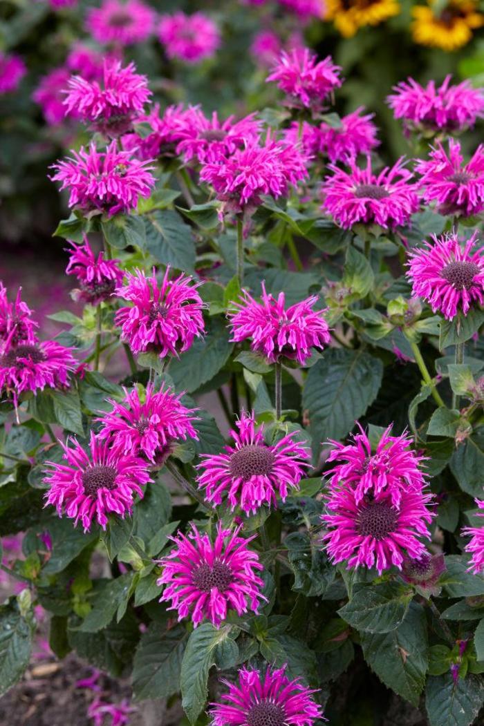 Bee Balm - Monarda 'Bee Free' Bee Balm - Monarda 'Bee Free'