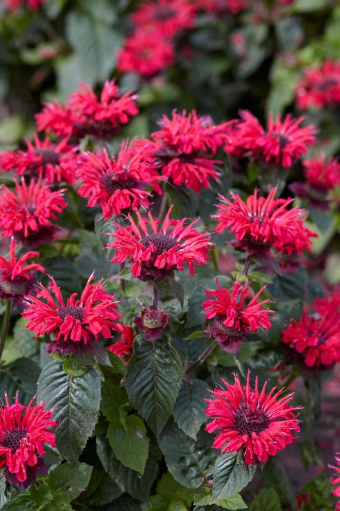 Bee Balm - Monarda 'Bee Happy' Bee Balm - Monarda 'Bee Happy'