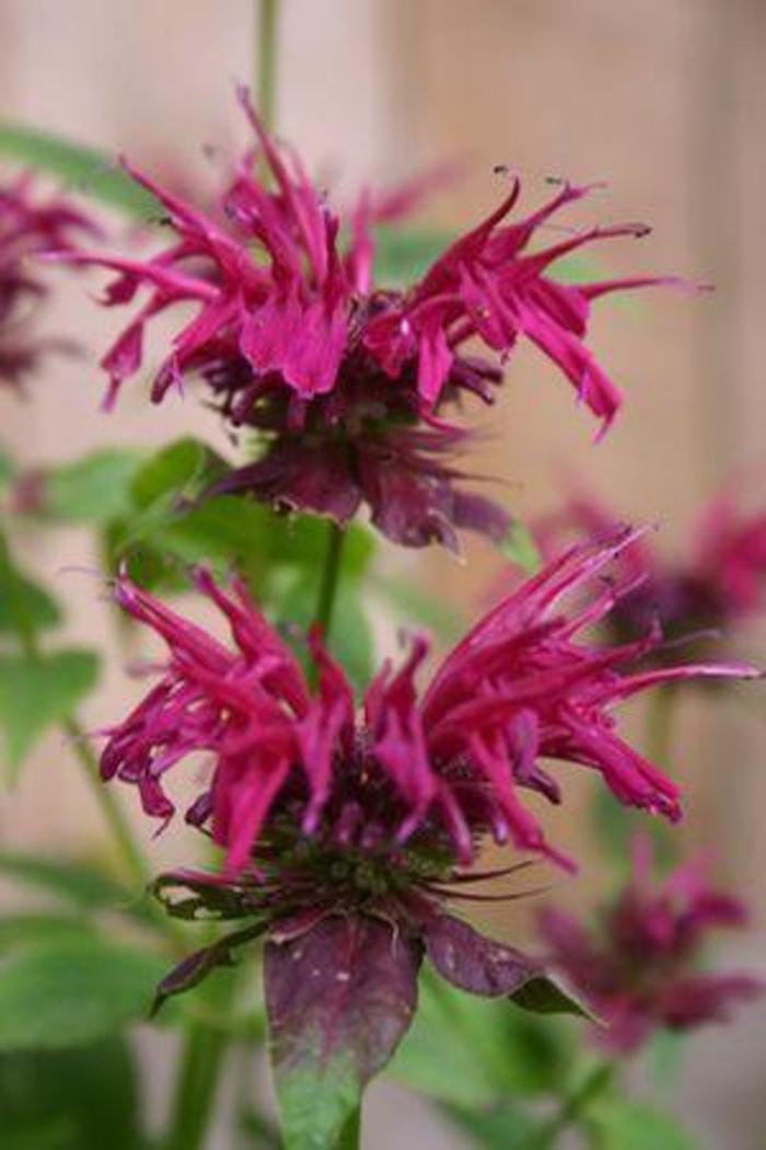 Bee Balm - Monarda 'Mahogany'