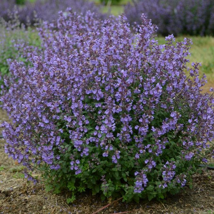 Catmint - Nepeta faassenii 'Kitten Around' Catmint - Nepeta faassenii 'Kitten Around'